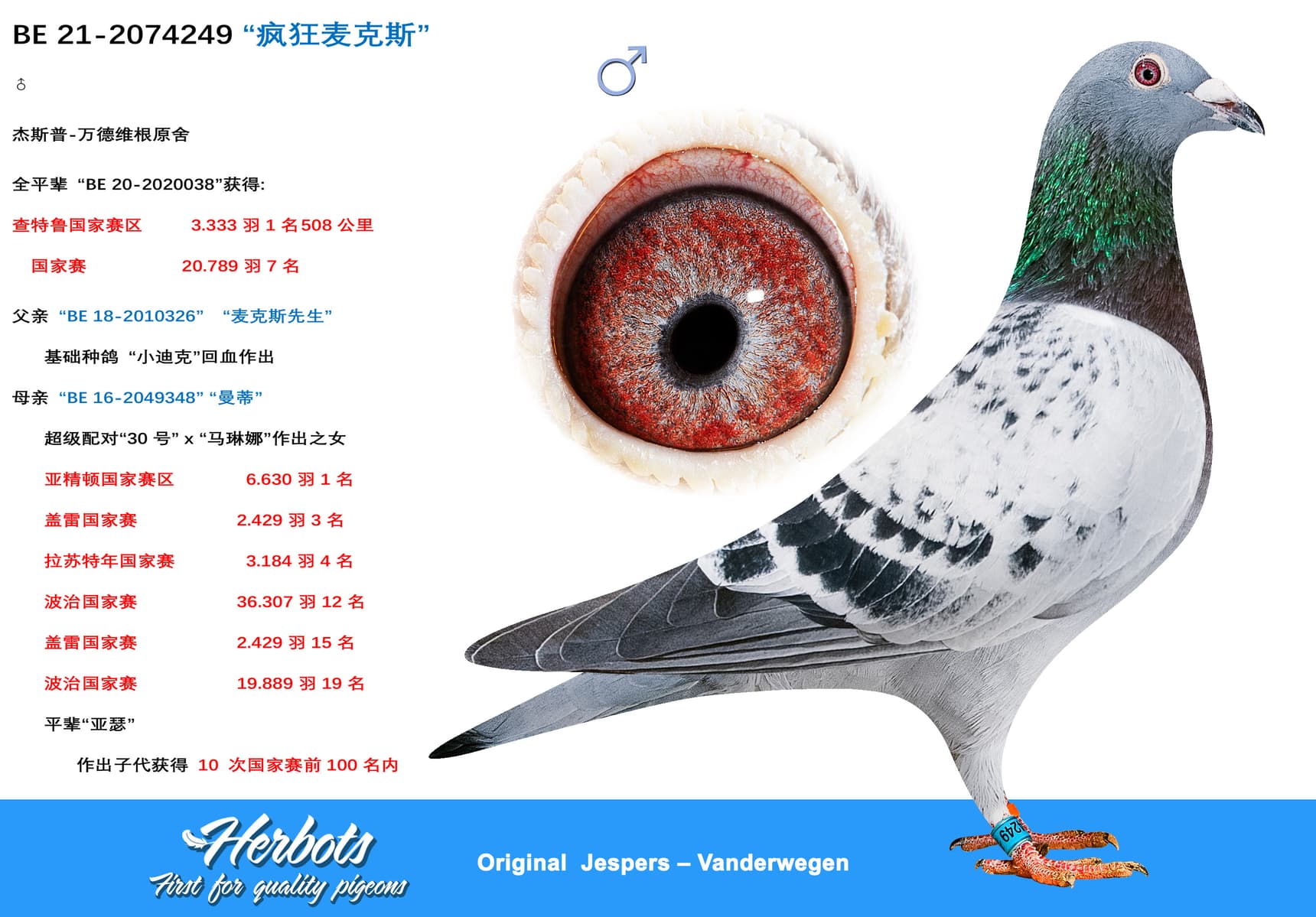 pigeon: “疯狂麦克斯”