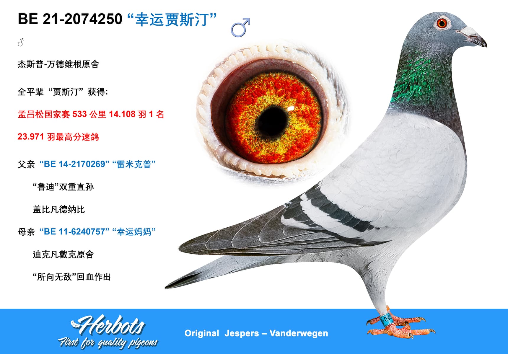 pigeon: “幸运贾斯汀”