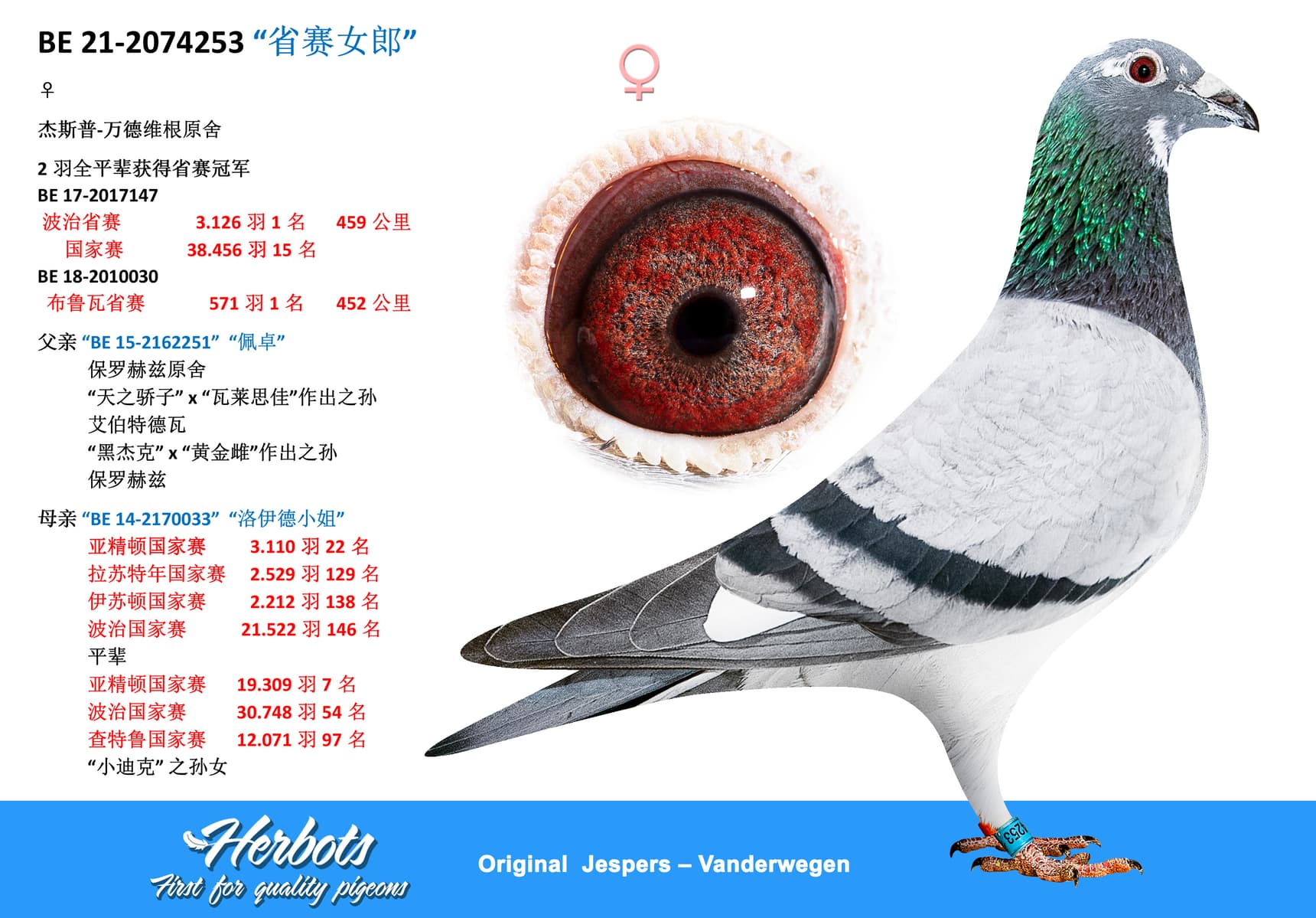 pigeon: “省赛女郎”