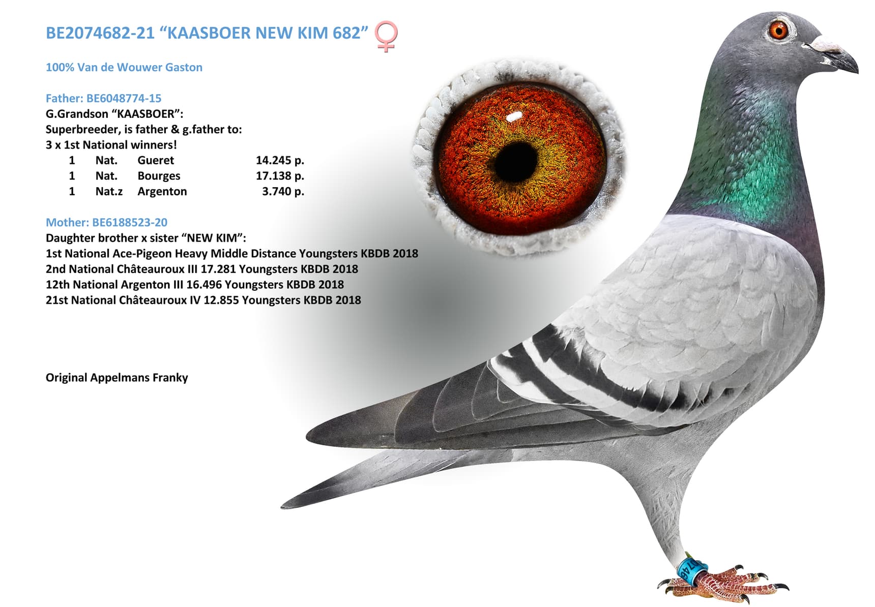 “KAASBOER NEW KIM 682”
