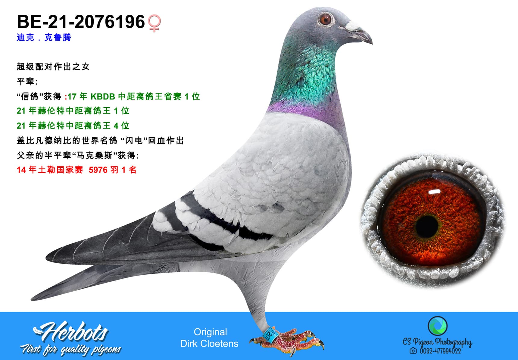 pigeon: undefined