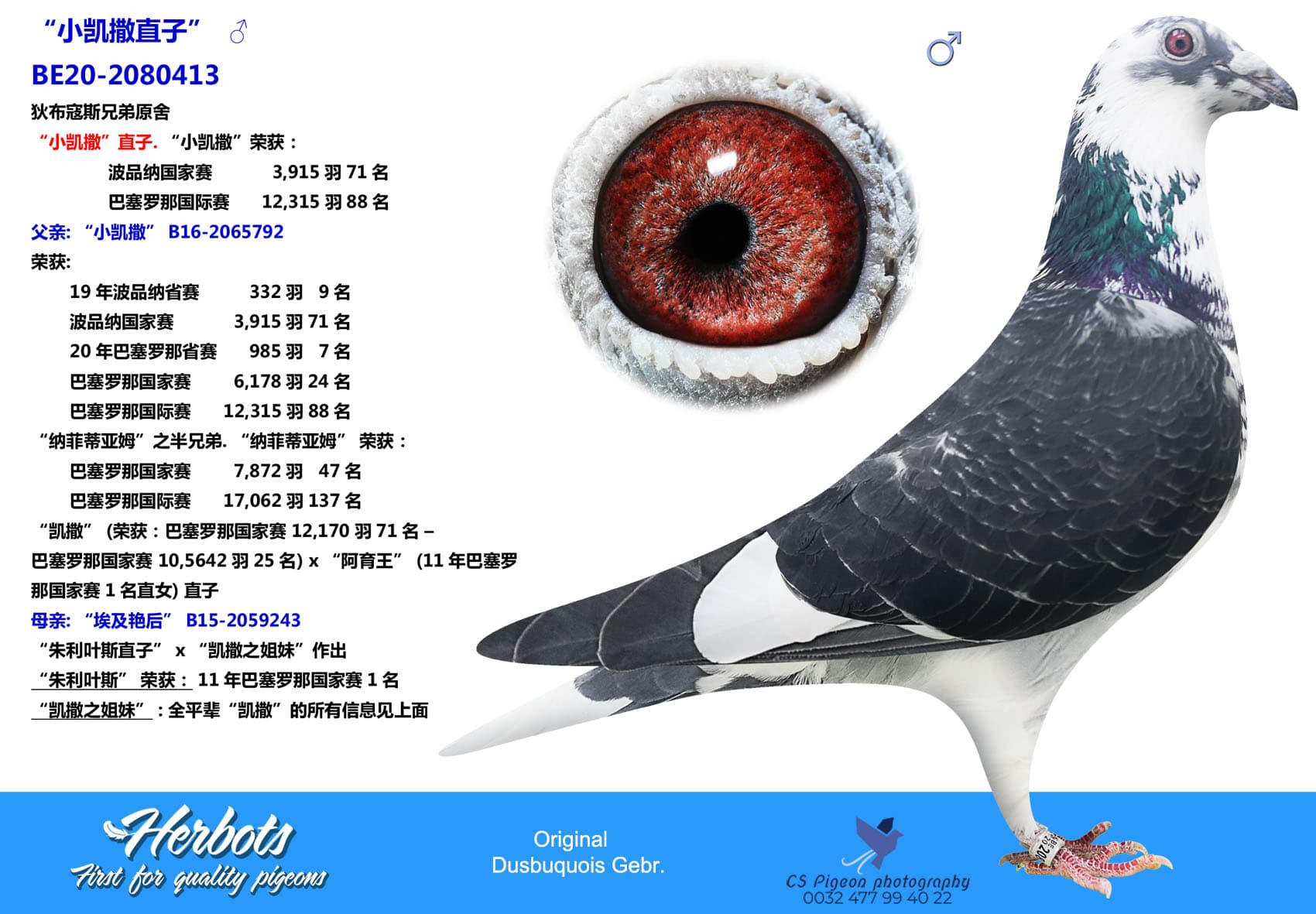 pigeon: “小凯撒直子”