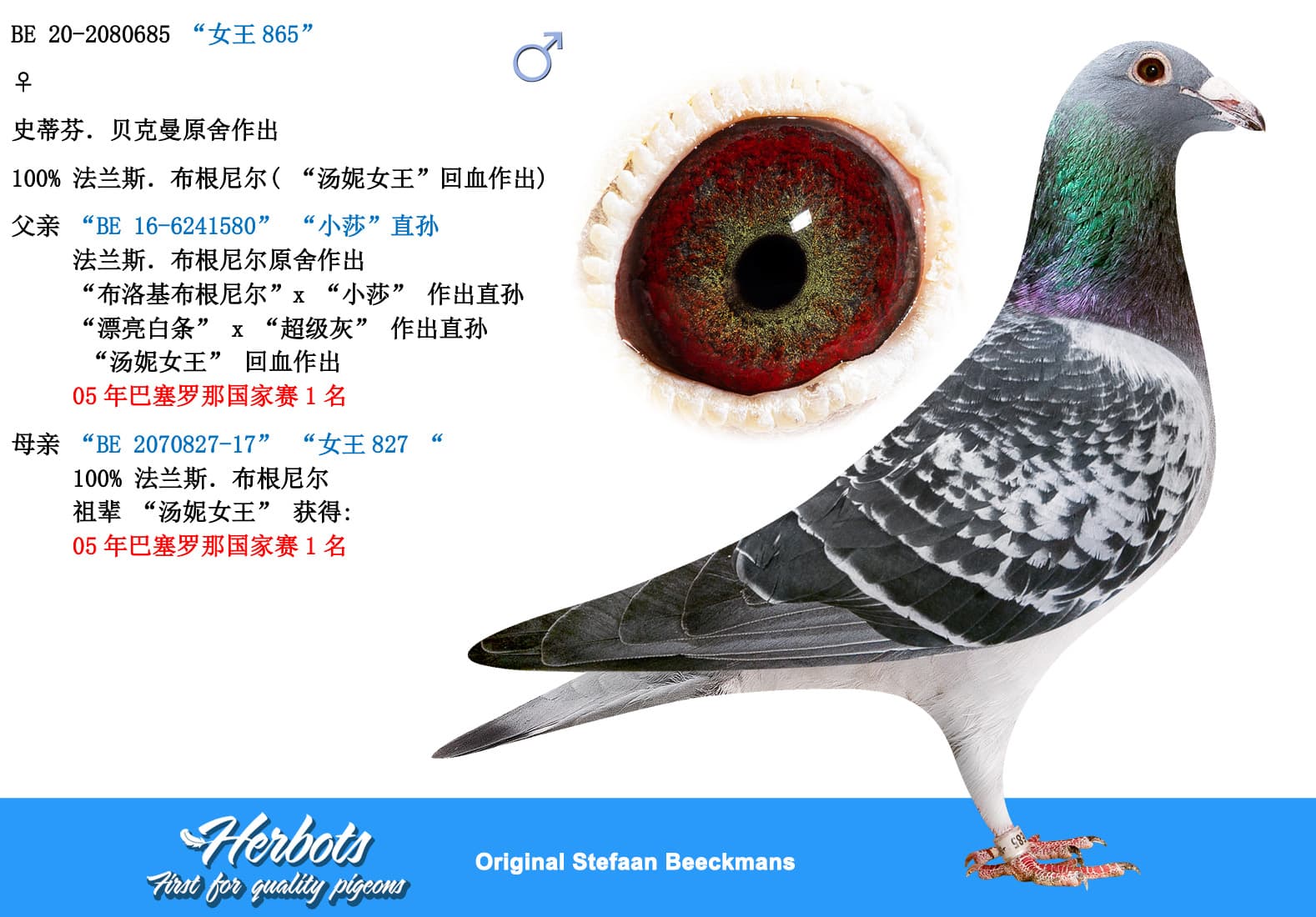 pigeon: undefined