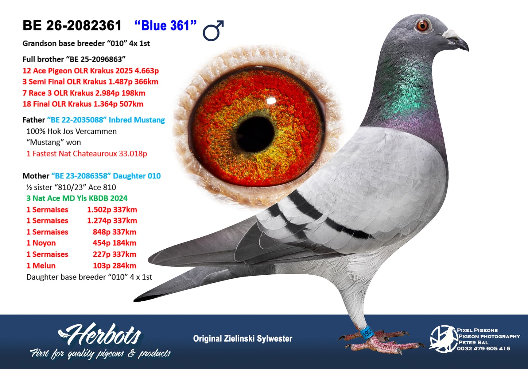 pigeon: undefined
