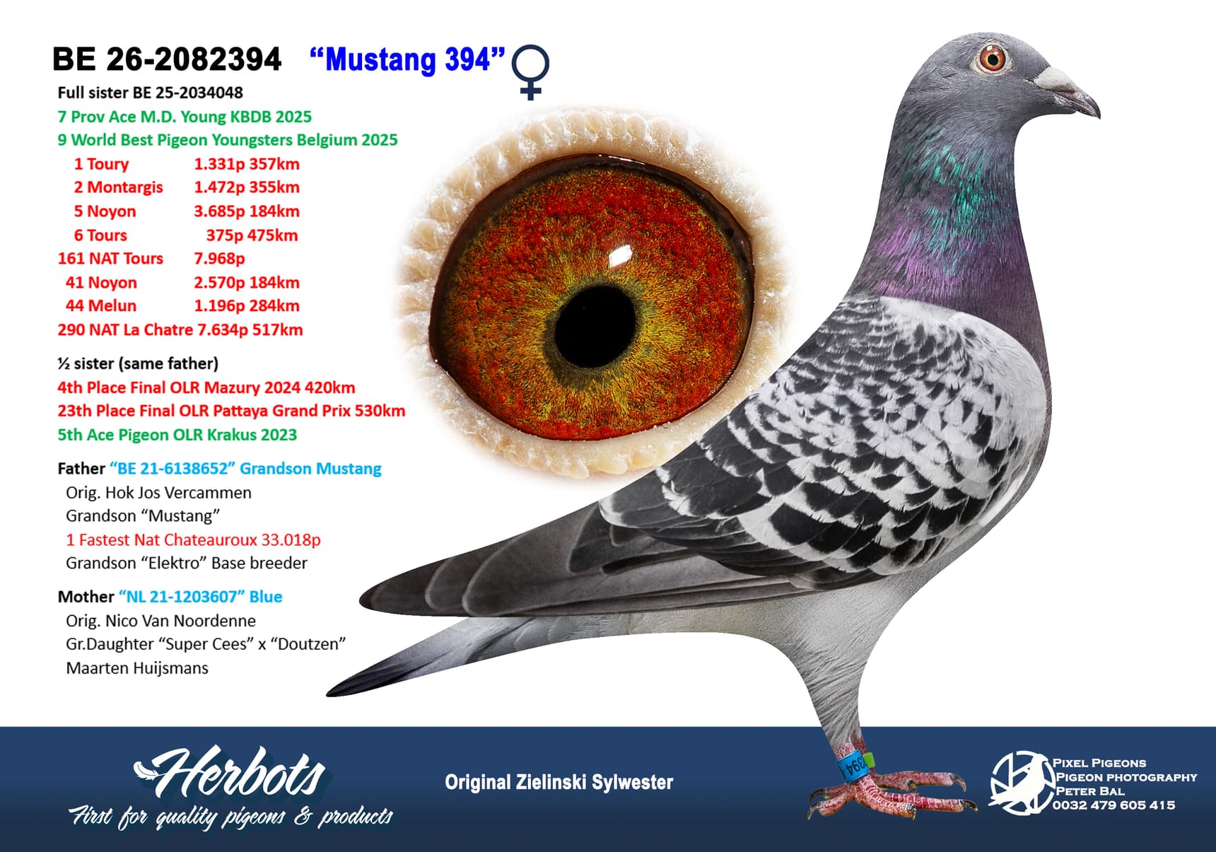 pigeon: undefined