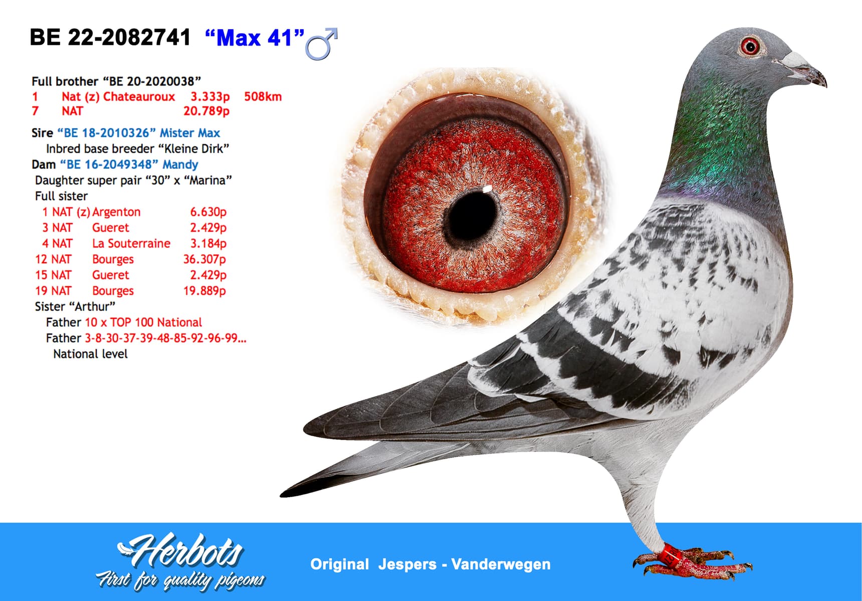 pigeon: undefined
