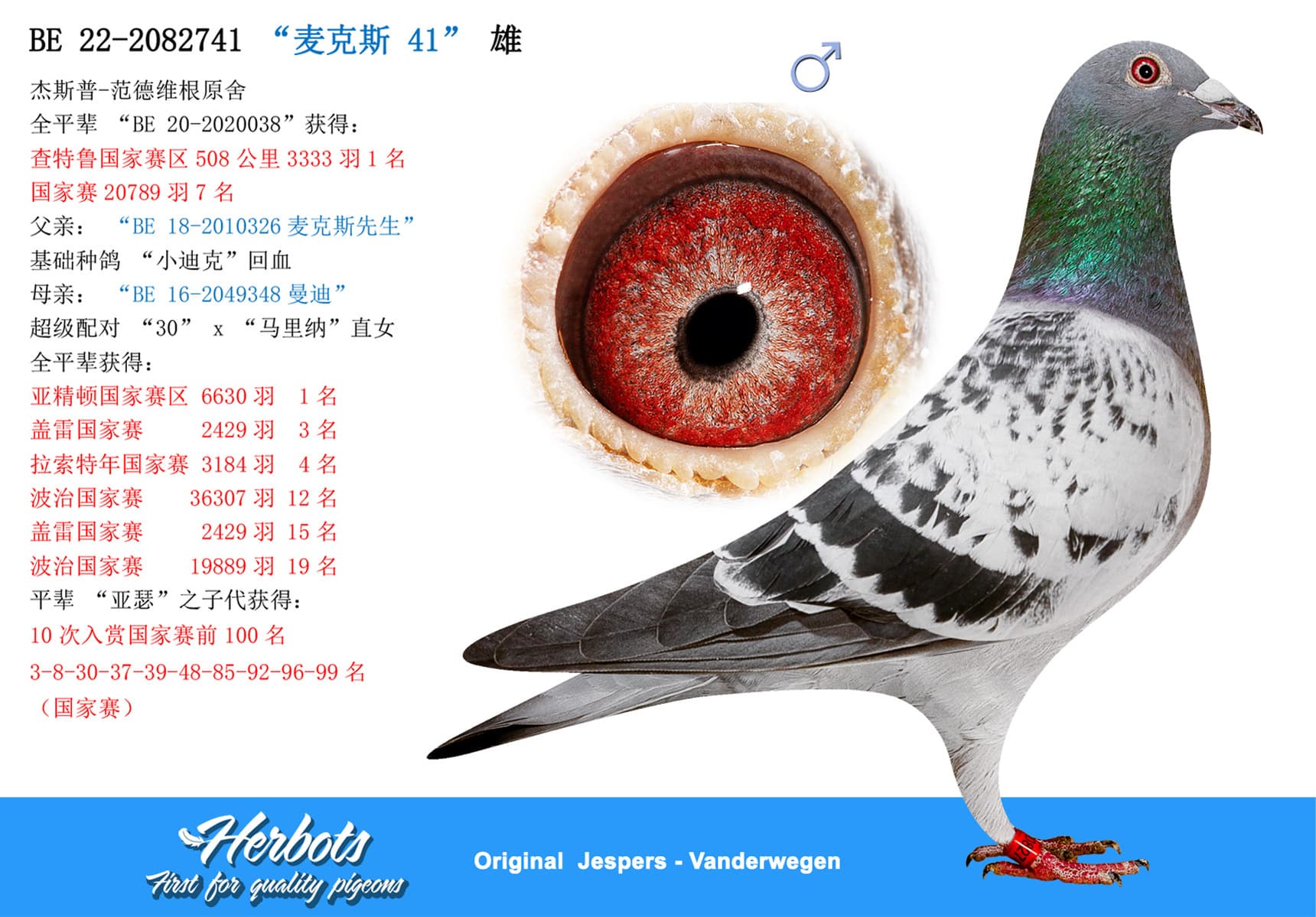 pigeon: undefined