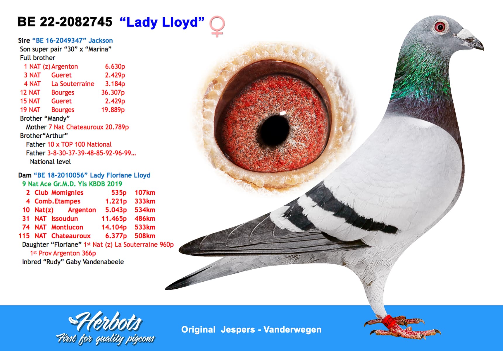 pigeon: undefined