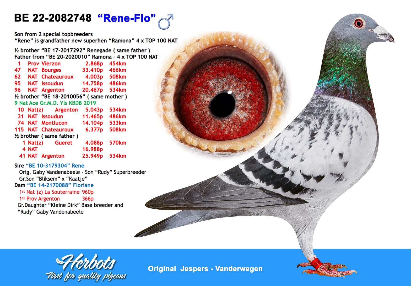 pigeon: undefined