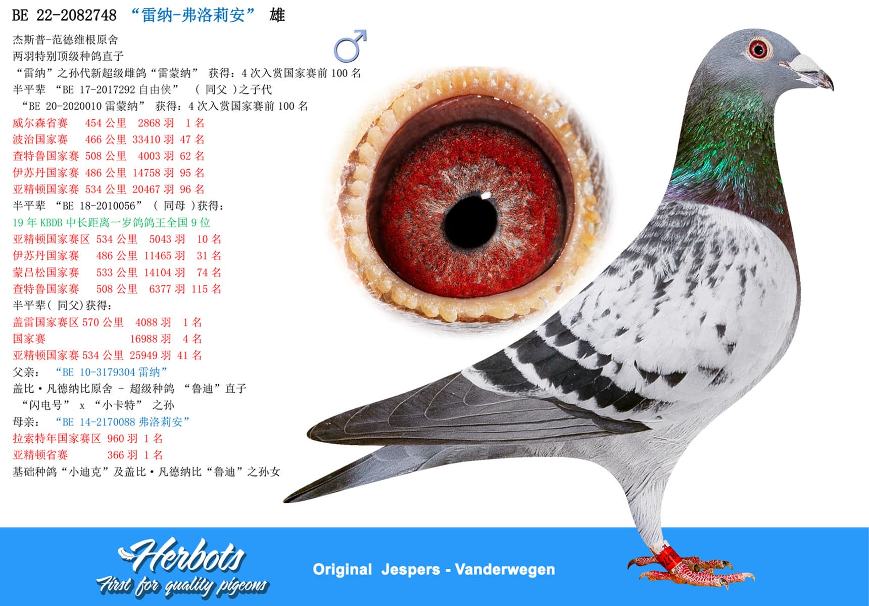 pigeon: undefined