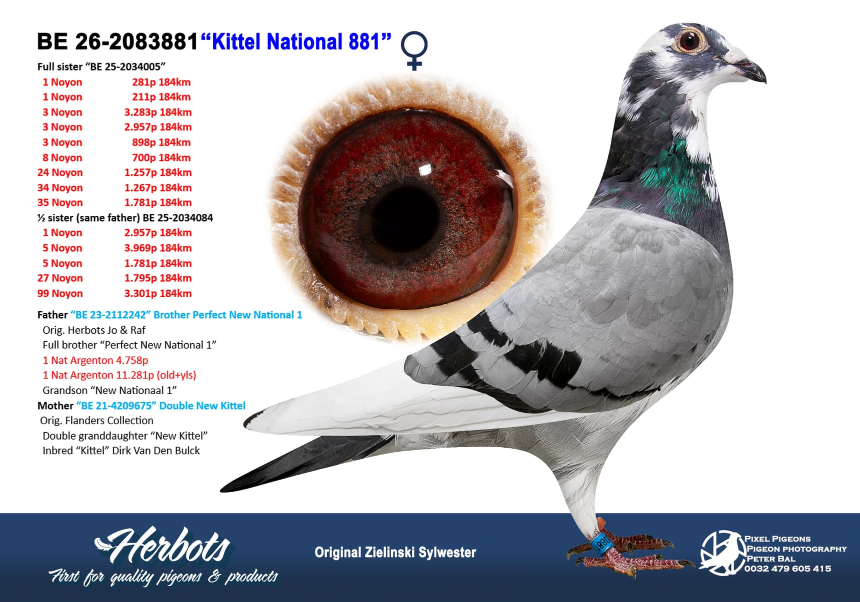 pigeon: undefined