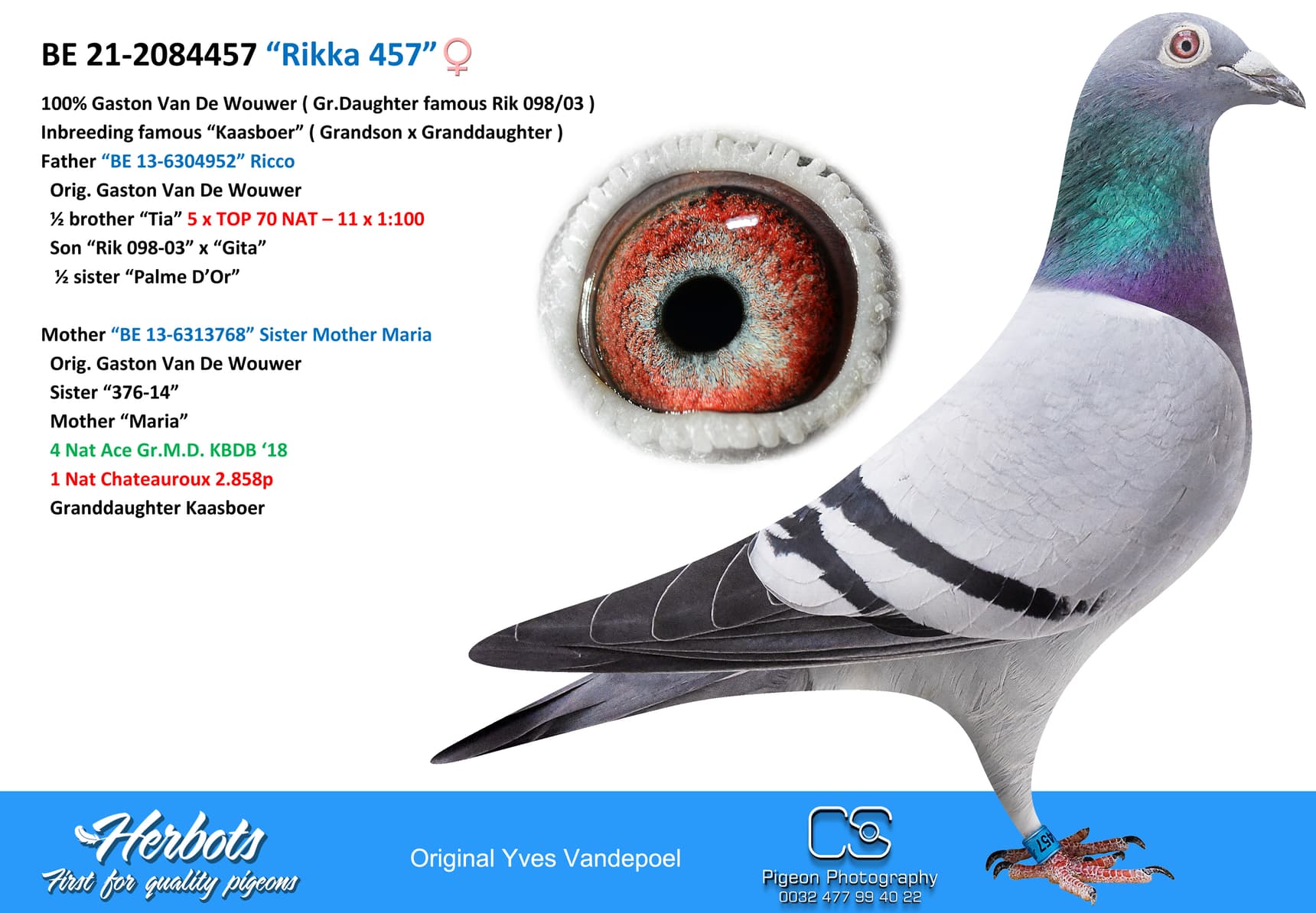 pigeon: undefined