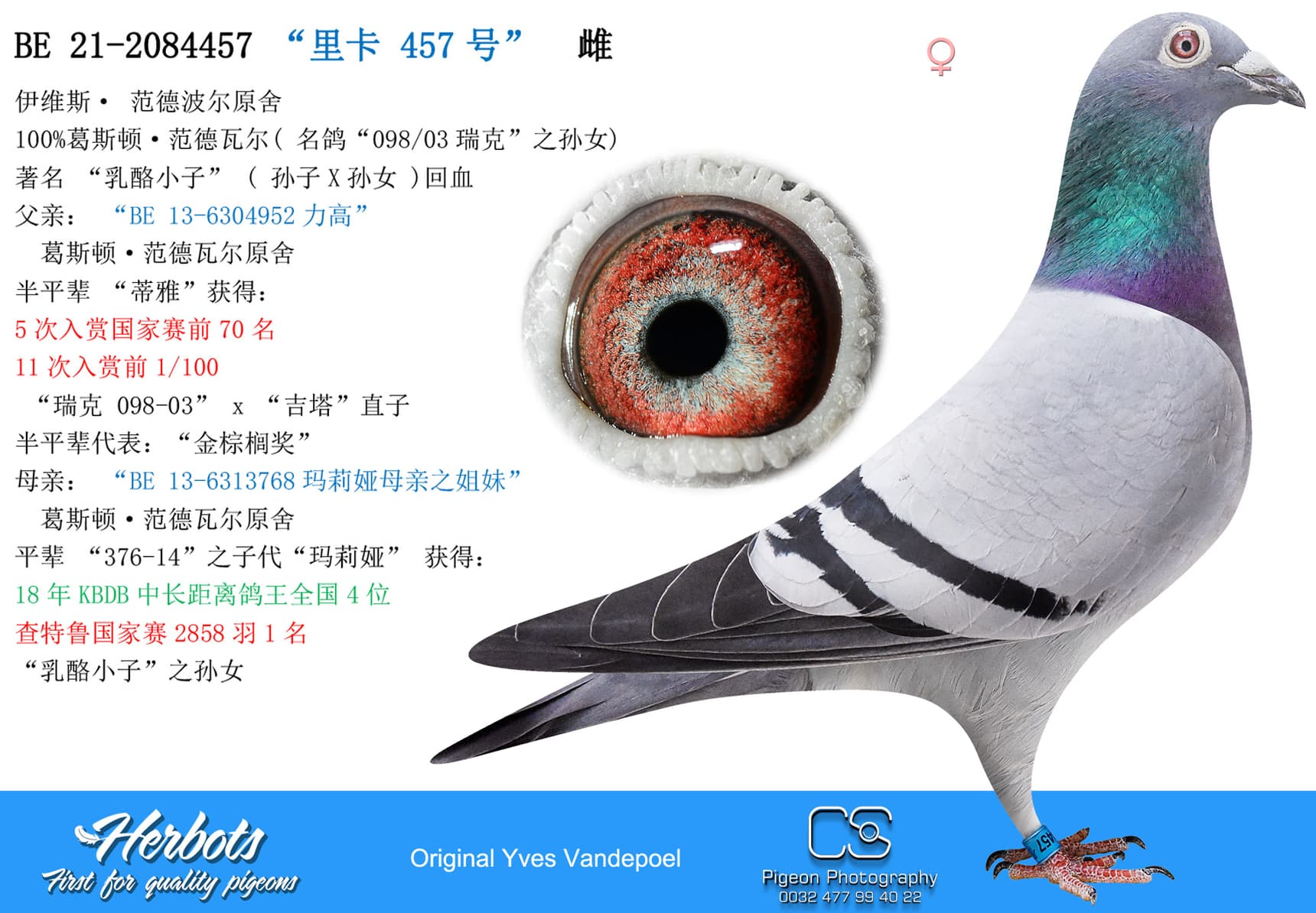 pigeon: “里卡 457号”