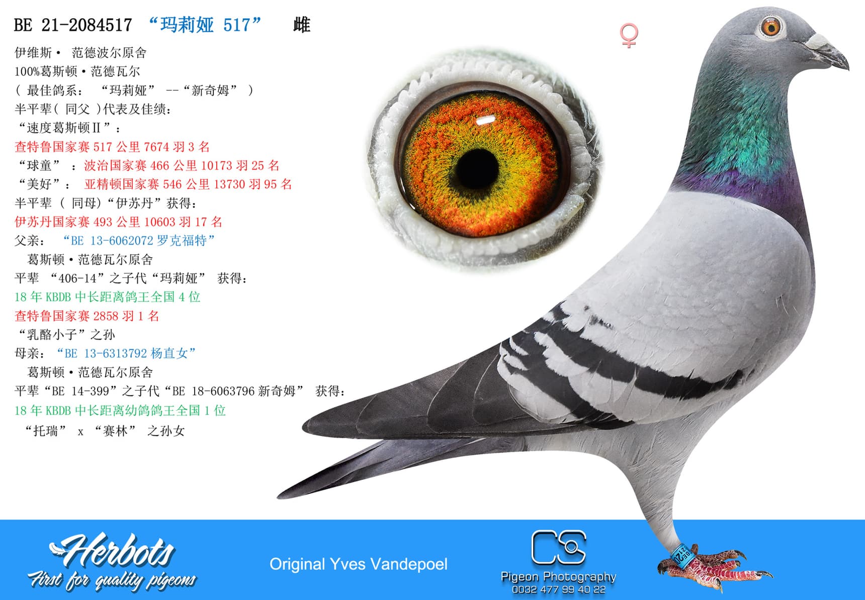 pigeon: “玛莉娅 517”