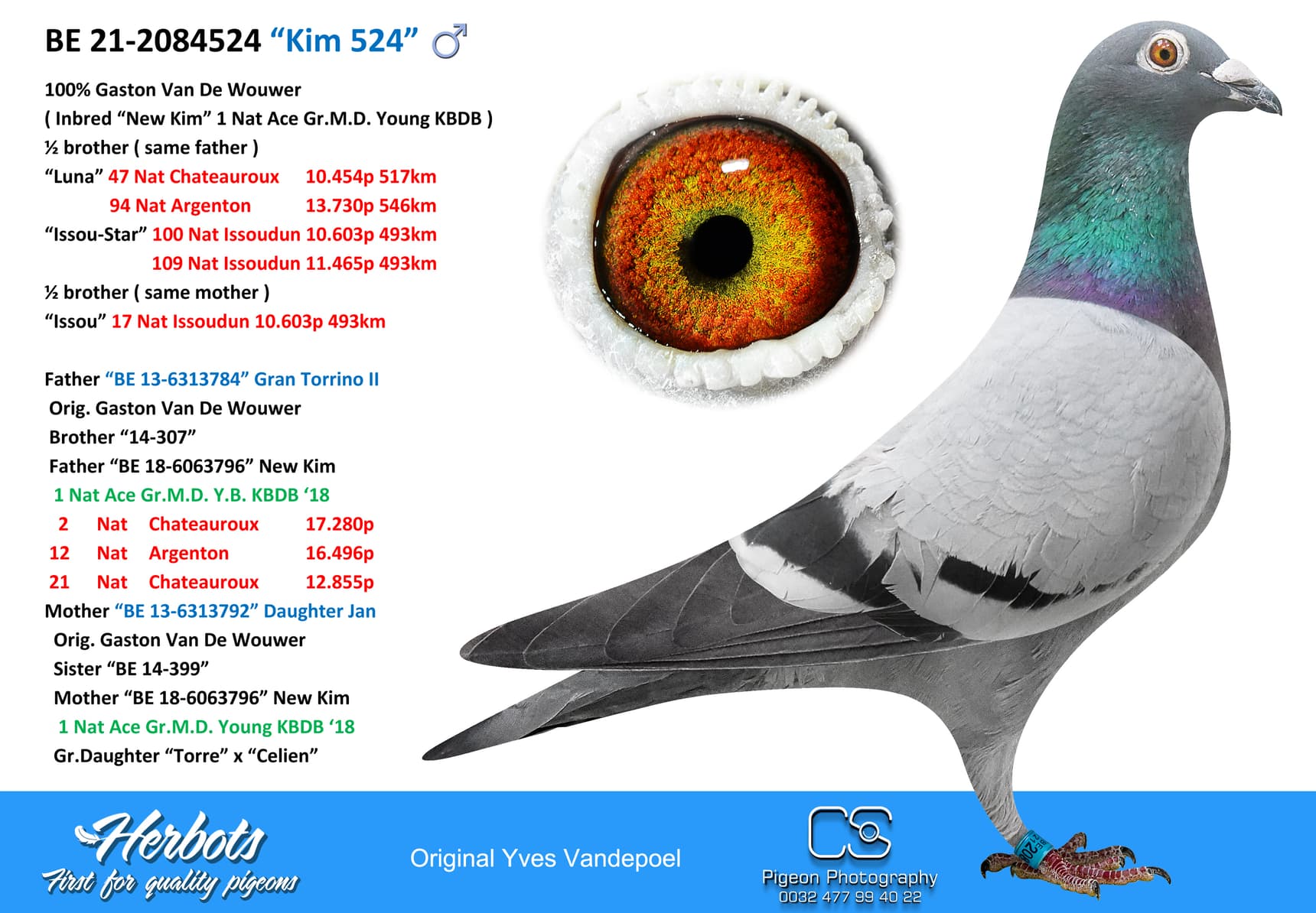 pigeon: undefined
