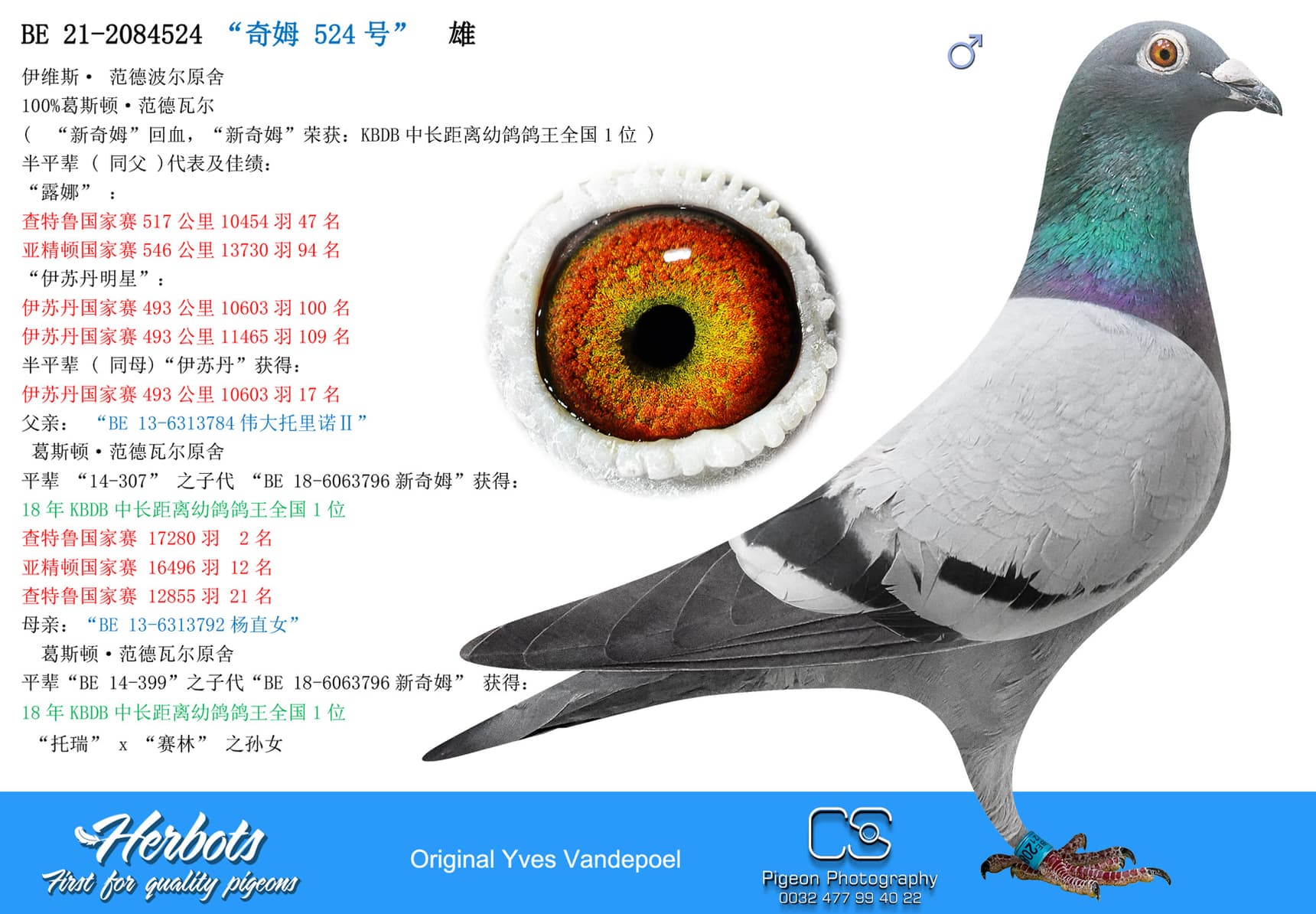 pigeon: “奇姆 524号”
