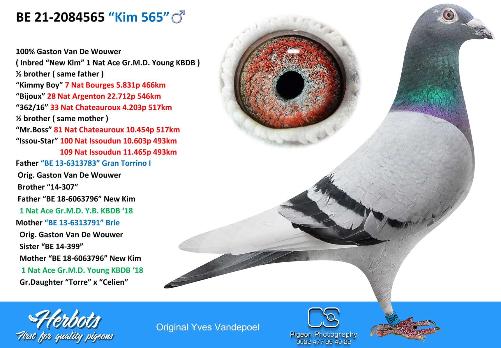 pigeon: undefined