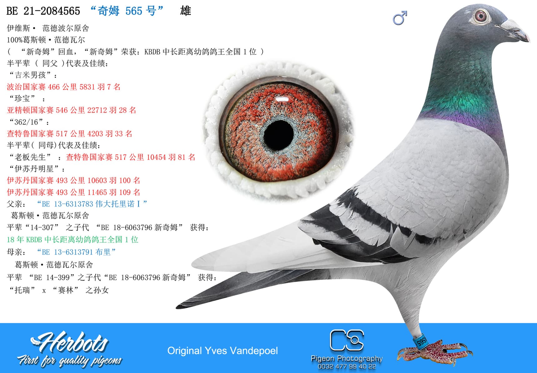 pigeon: “奇姆 565号”