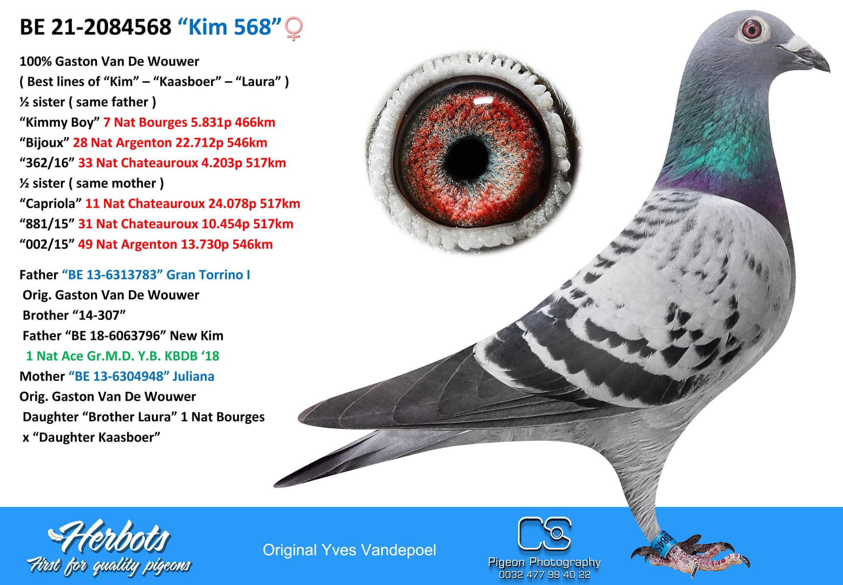 pigeon: undefined