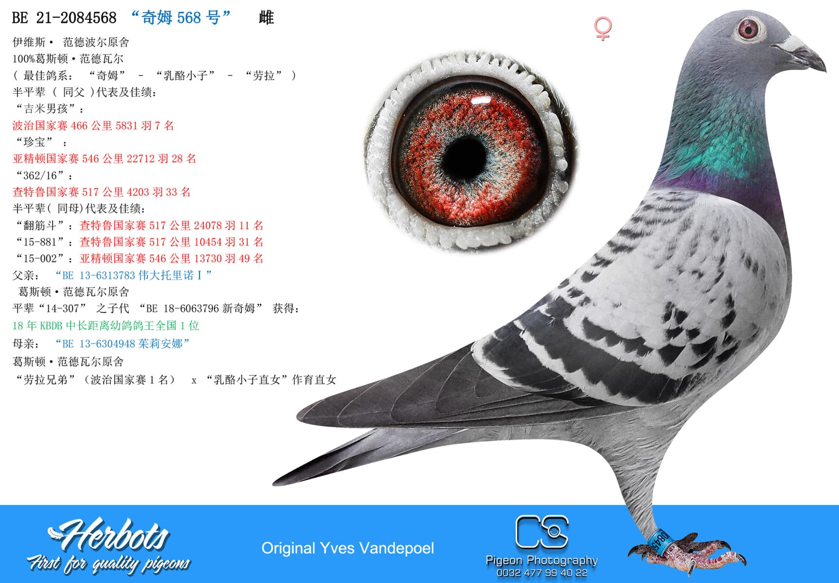 pigeon: “奇姆 568号”