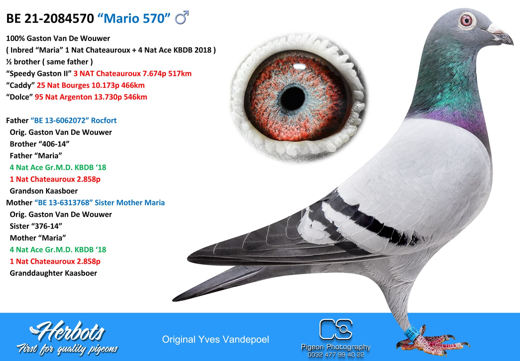 pigeon: undefined