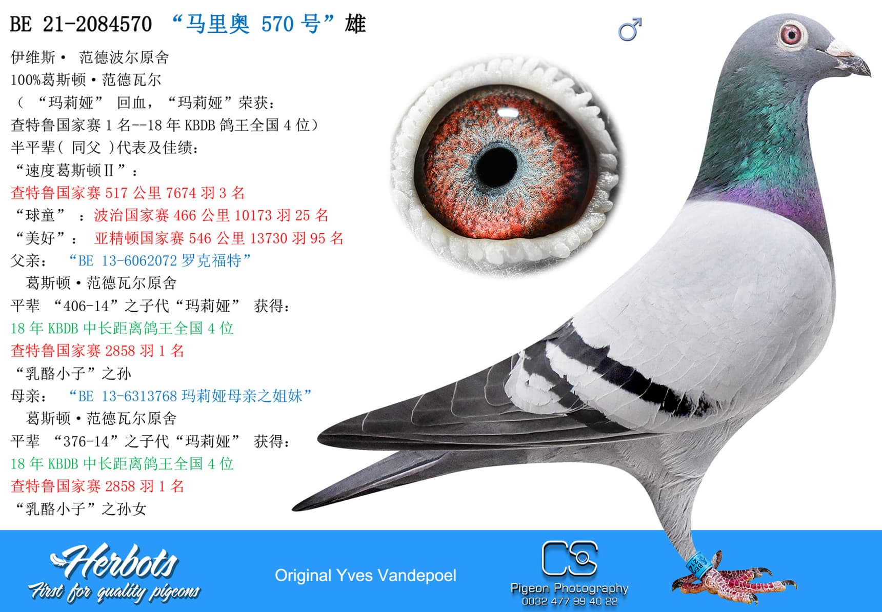 pigeon: “马里奥 570号”
