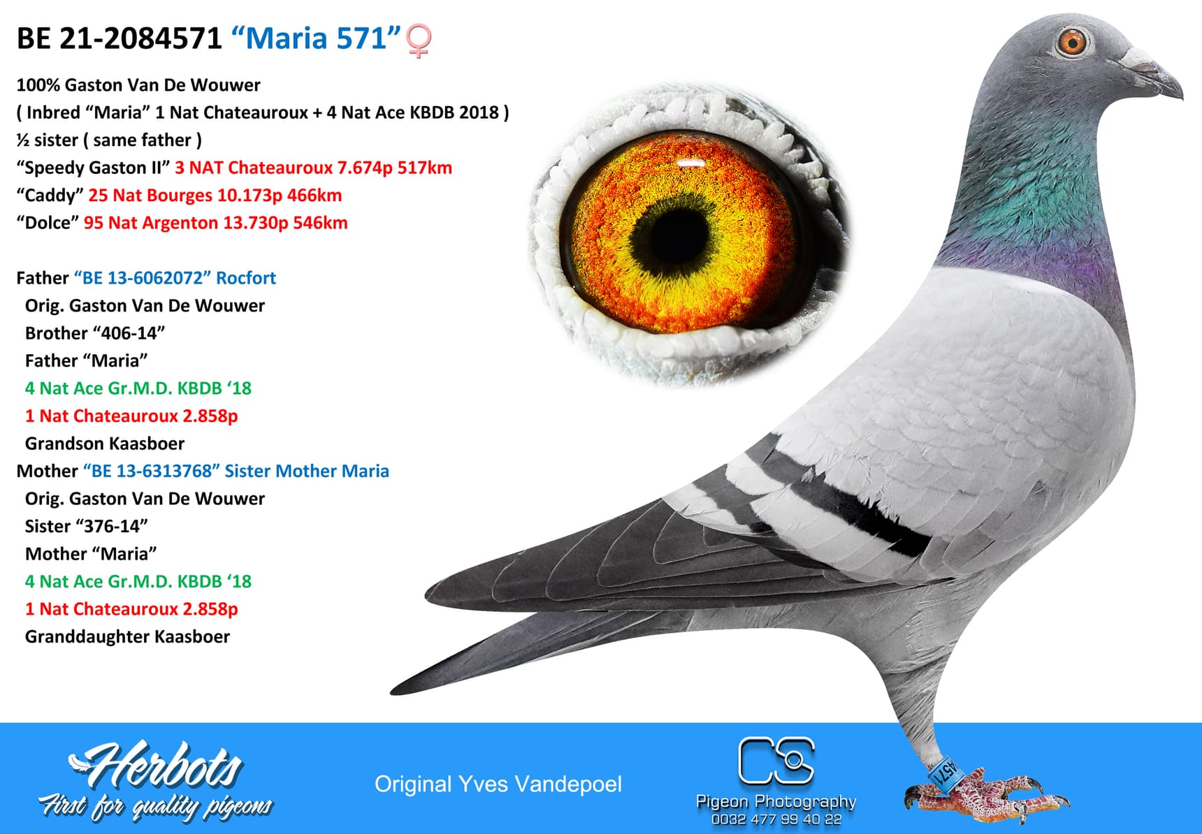 pigeon: undefined