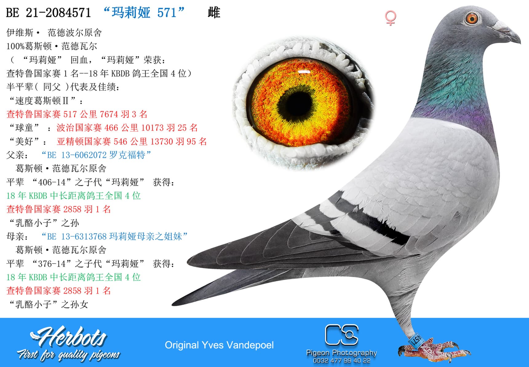 pigeon: “玛莉娅 571”