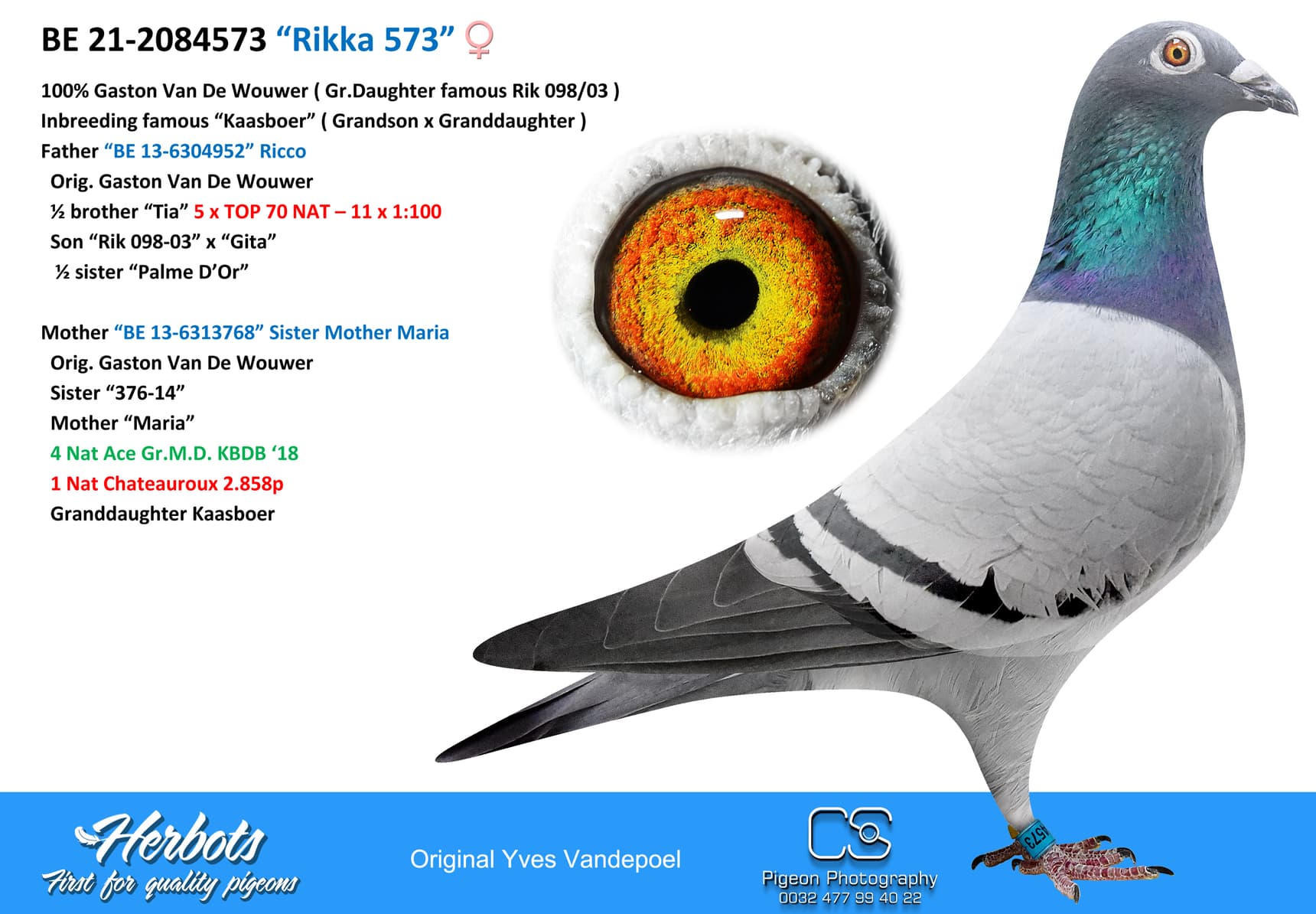 pigeon: undefined