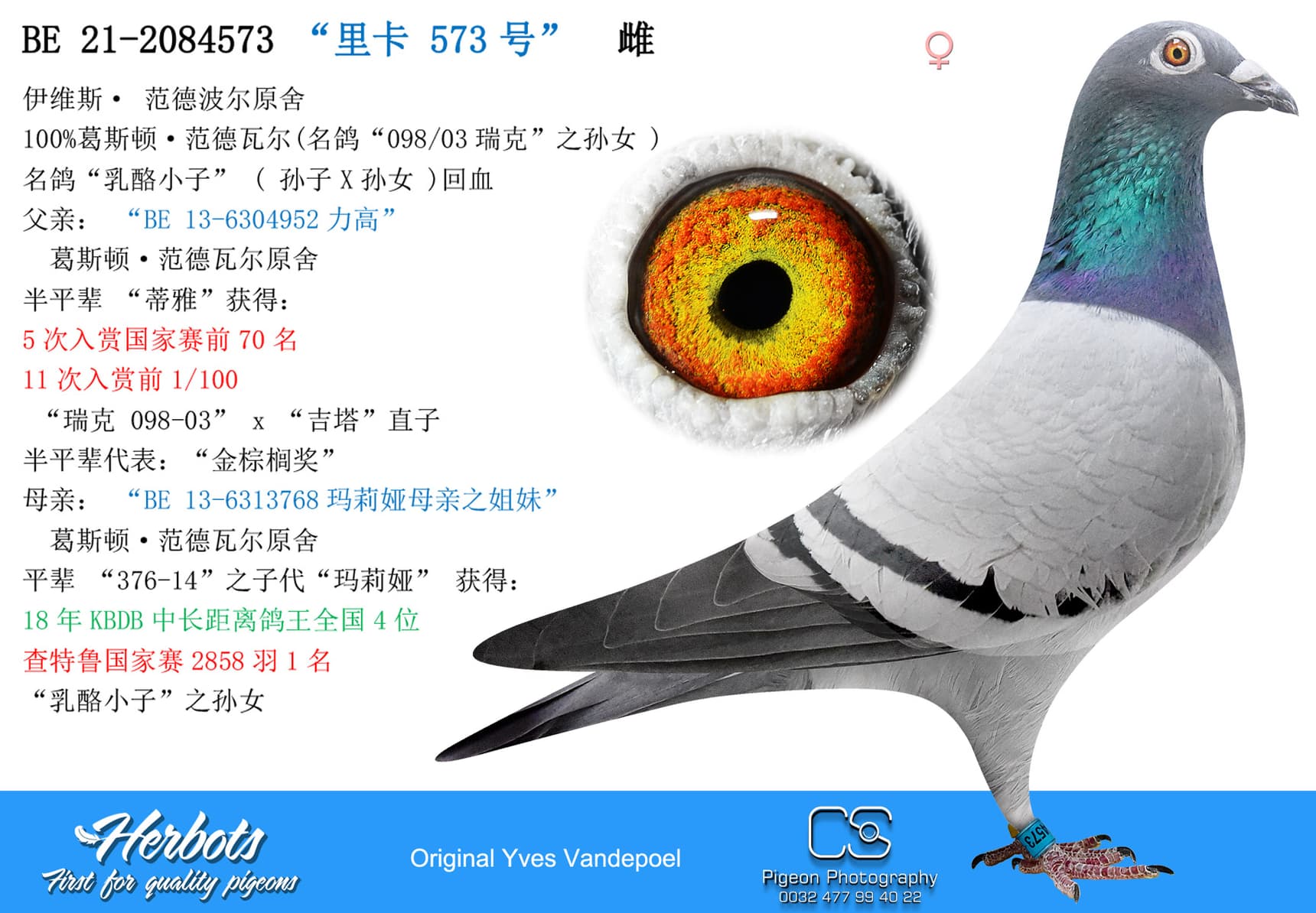 pigeon: “里卡 573号”