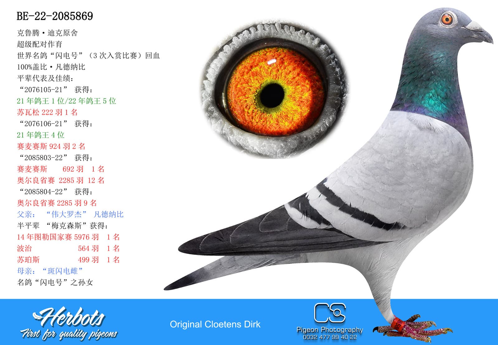 pigeon: undefined