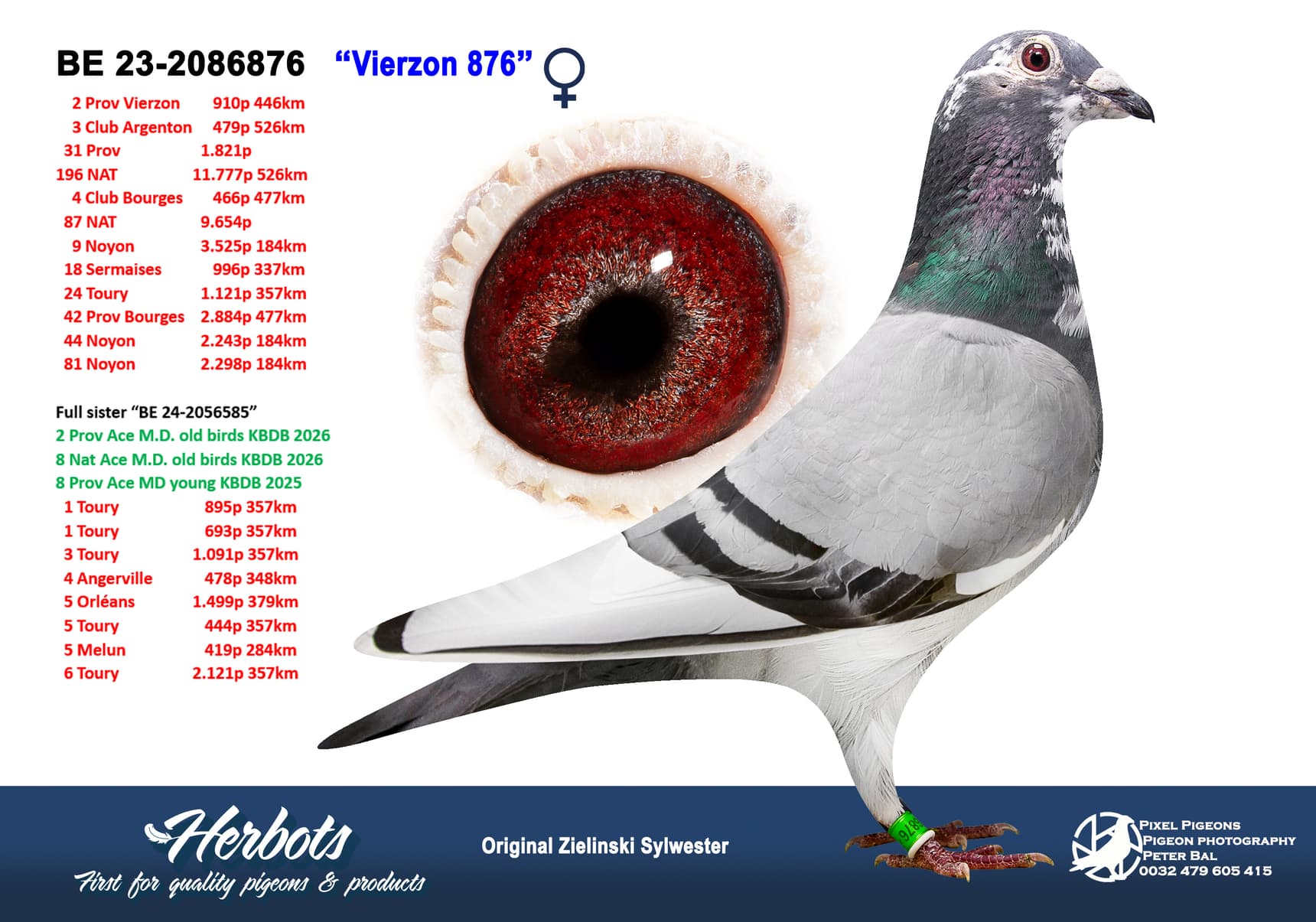 pigeon: undefined