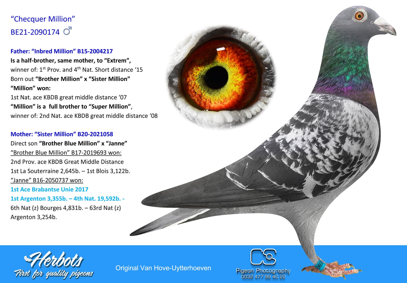pigeon: undefined