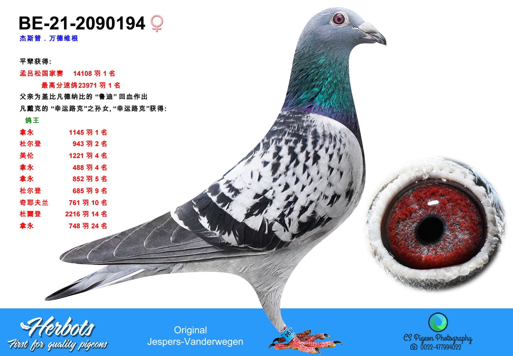 pigeon: undefined