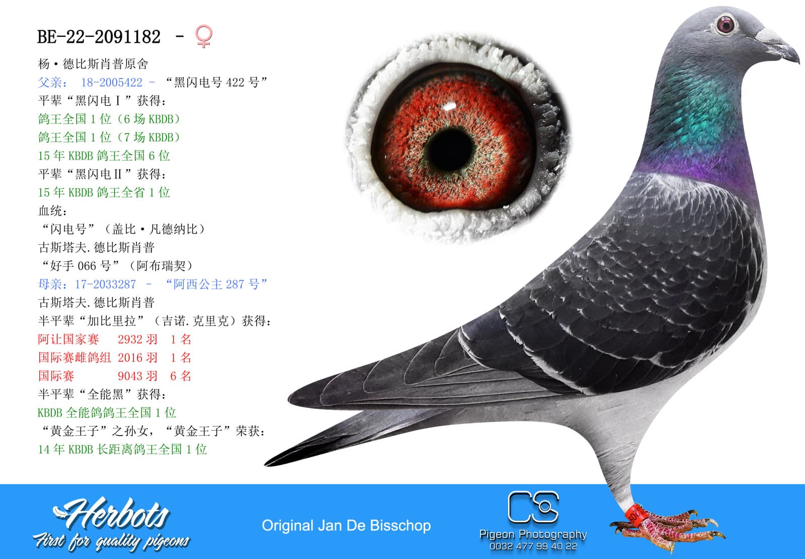 pigeon: undefined