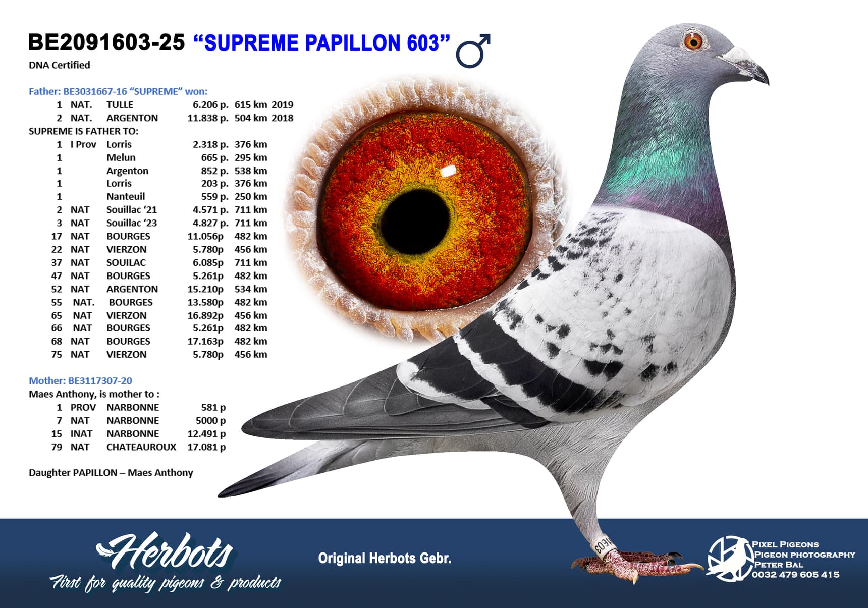 pigeon: undefined