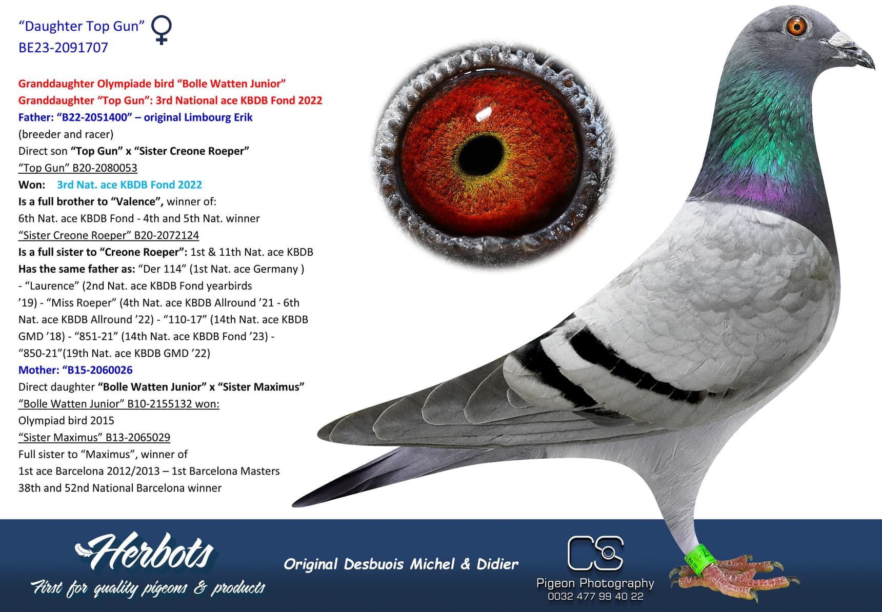 pigeon: undefined
