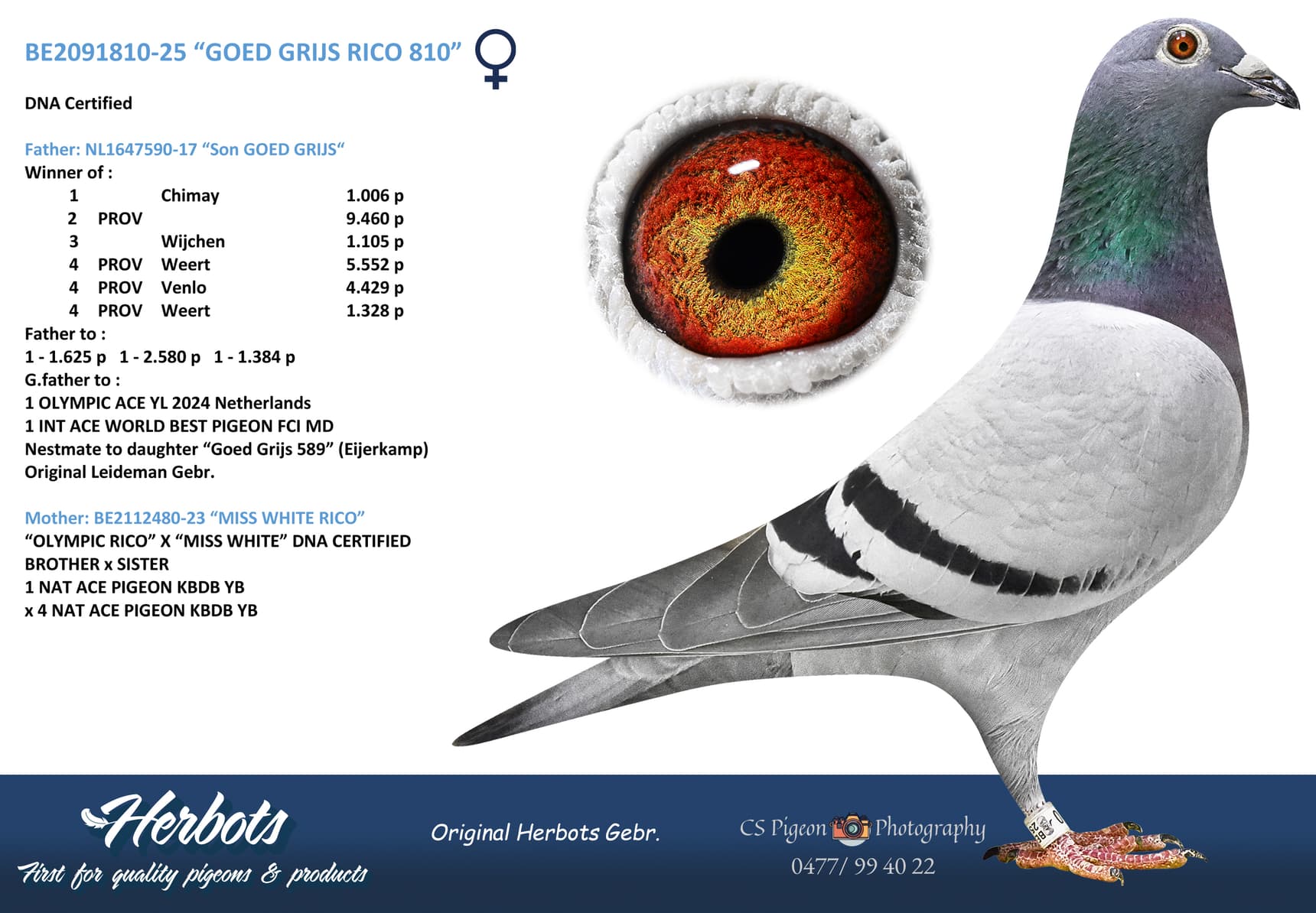 “GOED GRIJS RICO 810”