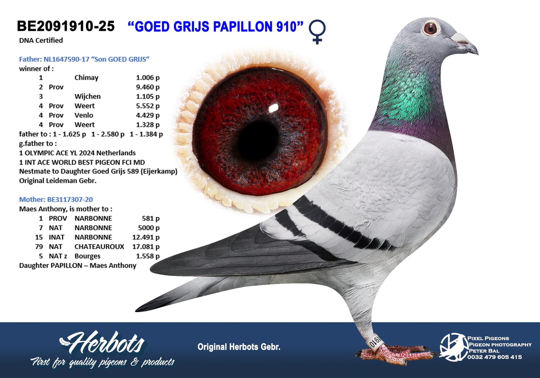pigeon: undefined