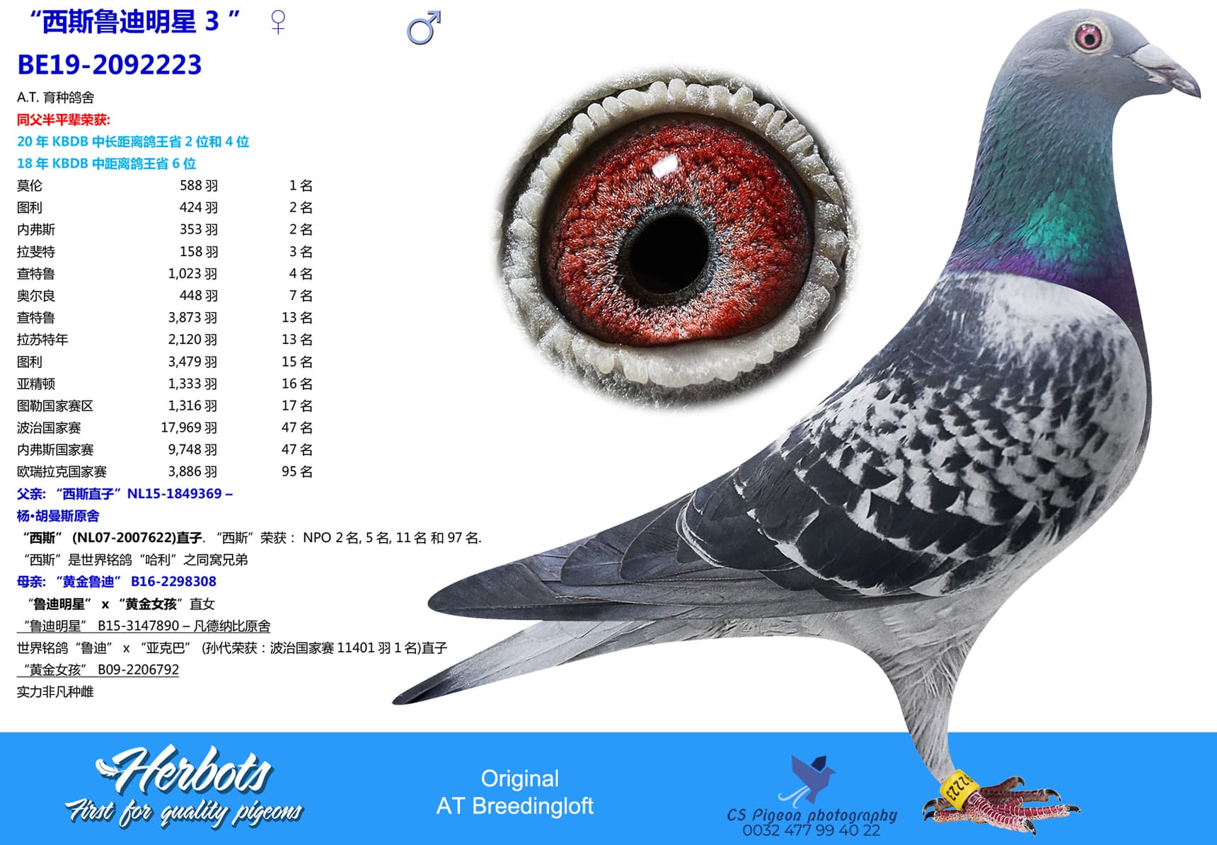 pigeon: “西斯鲁迪明星 3 ”