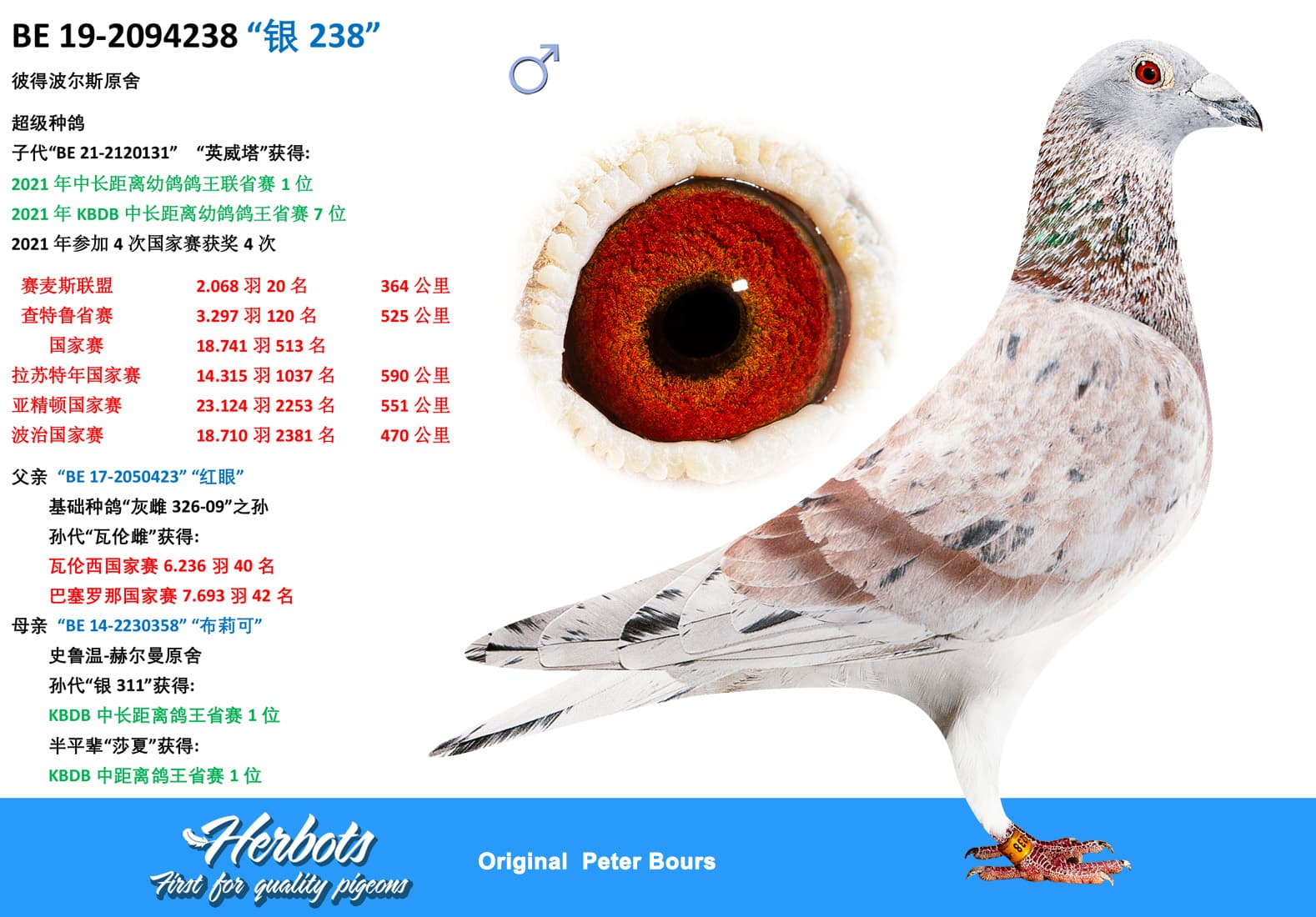pigeon: undefined
