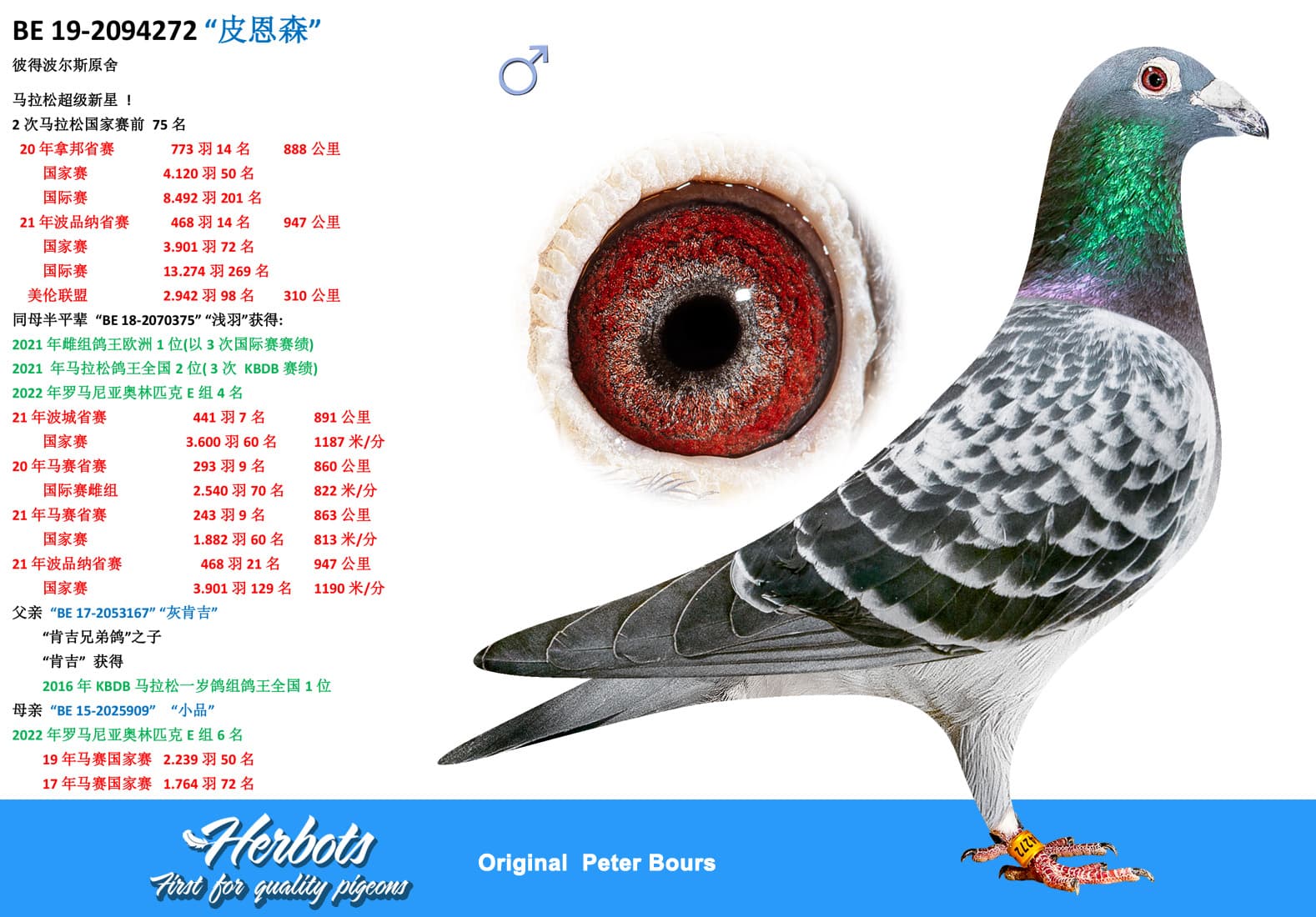 pigeon: undefined