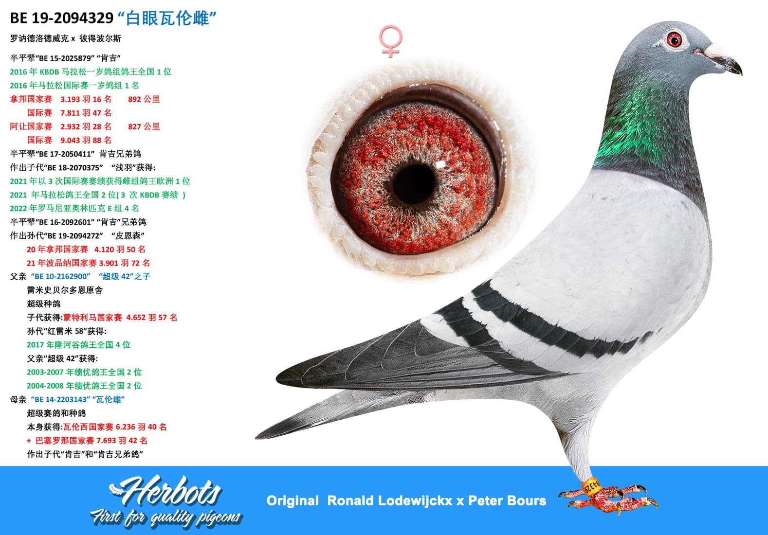 pigeon: undefined