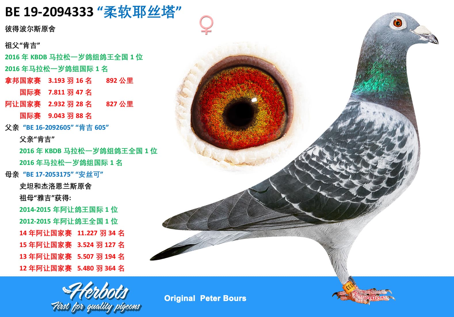 pigeon: undefined