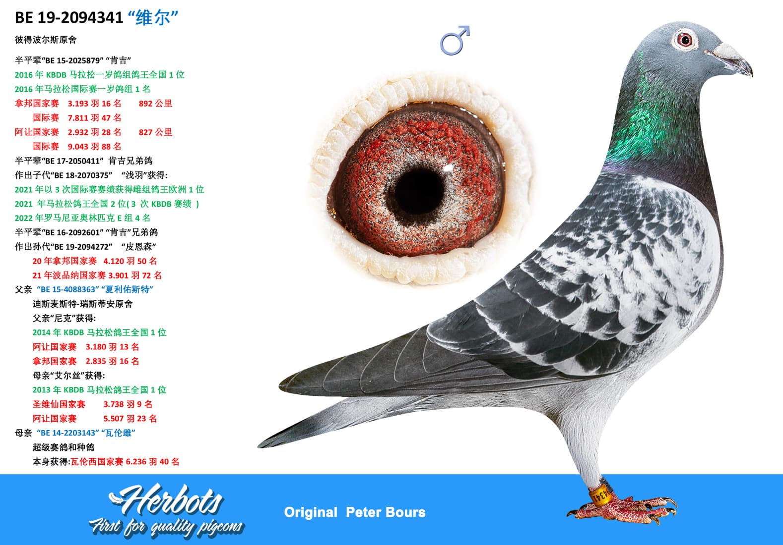 pigeon: undefined