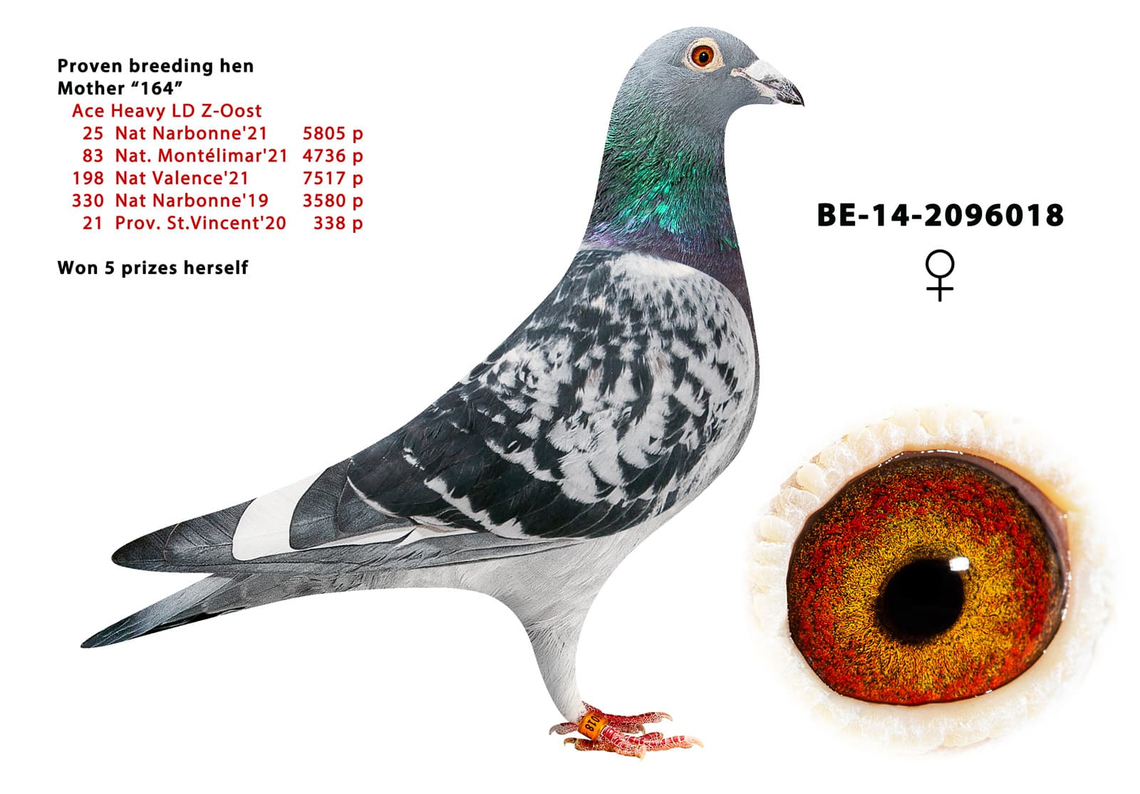 pigeon: undefined