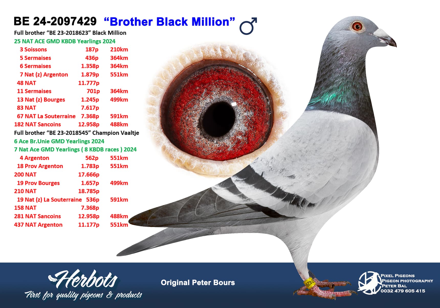 pigeon: undefined