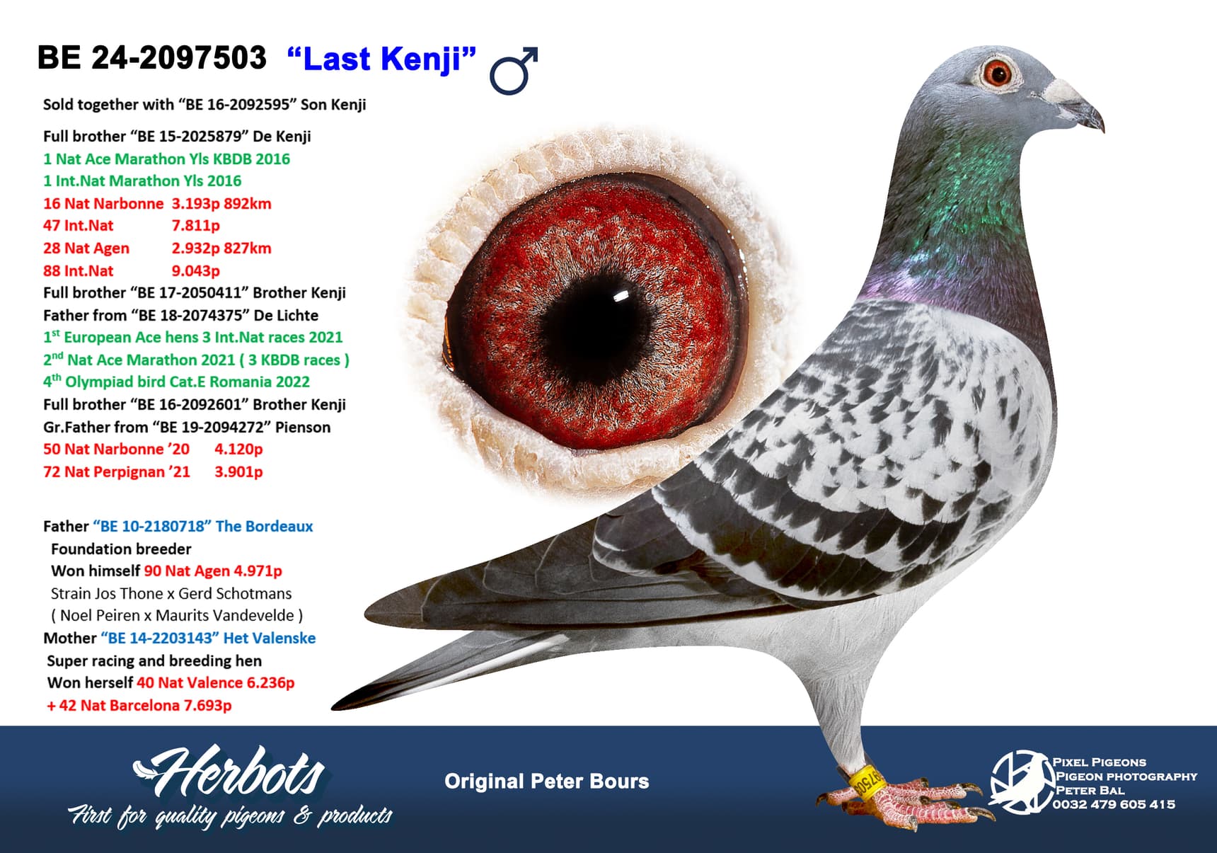 pigeon: undefined