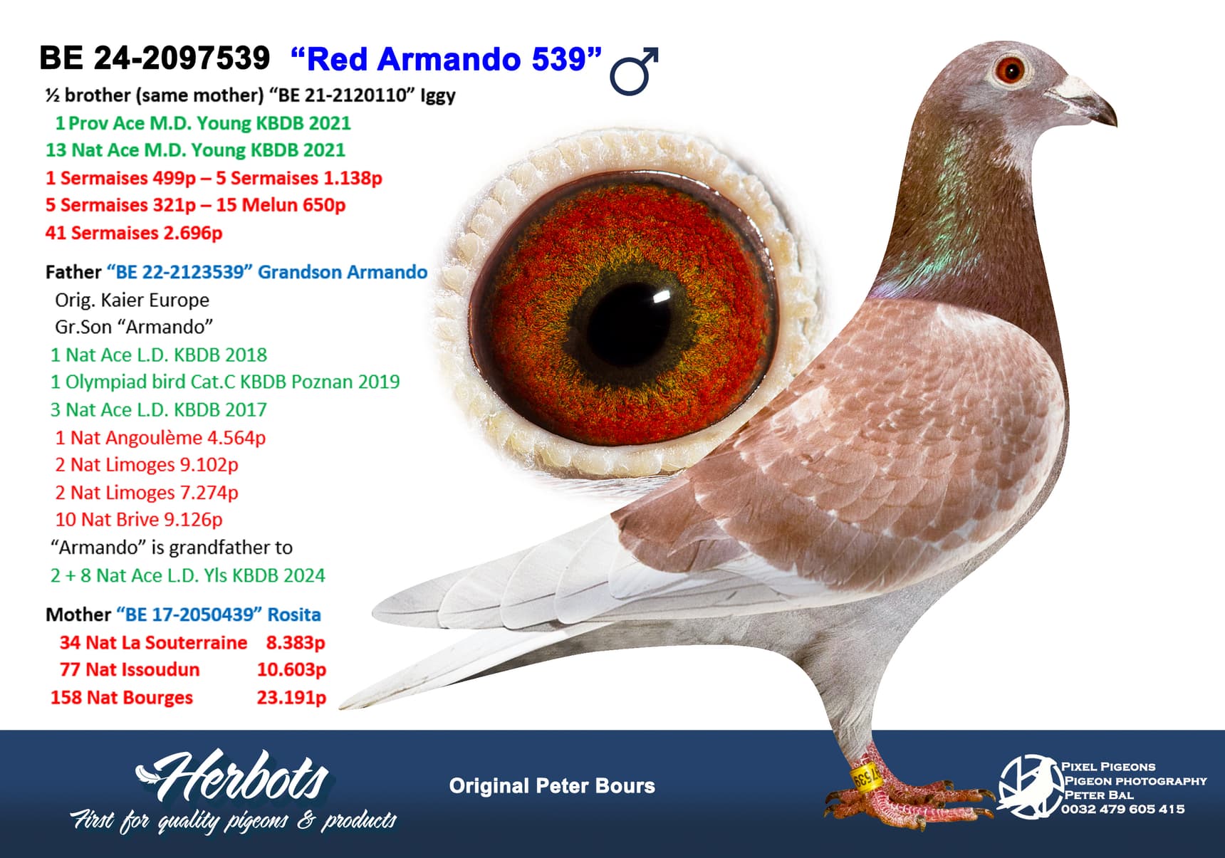 pigeon: undefined