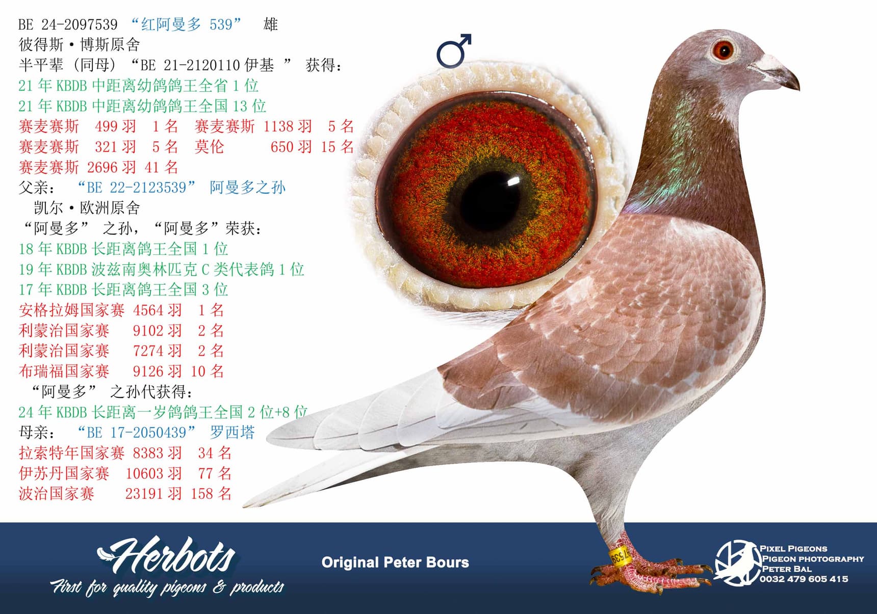 pigeon: undefined